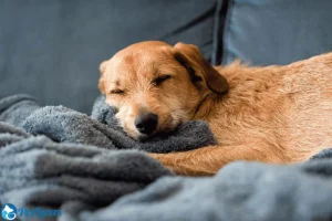How to Get Dog Hair Out of Blankets